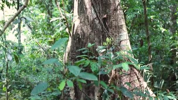 Nature Amazon Rainforest Green Jungle Big Tree — Stock Video