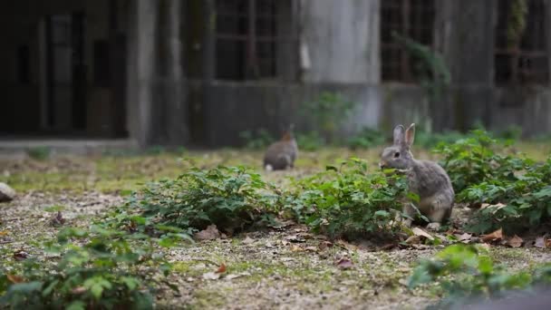 Άγρια Κουνέλια Στο Bunny Island Okunoshima Της Ιαπωνίας — Αρχείο Βίντεο