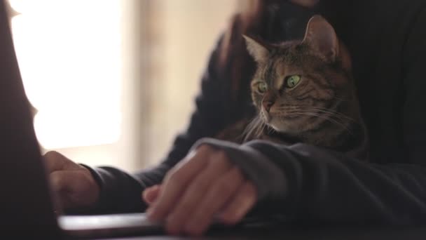 Bir Kadının Kucağında Otururken Bilgisayara Bakan Tekir Kedi — Stok video