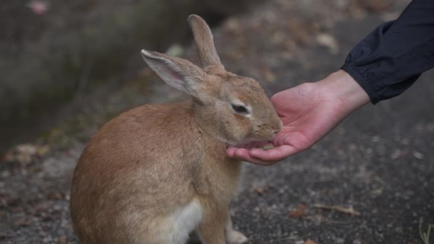 Ιαπωνικά Bunny Island Κοντά Αργή Κίνηση Shot Της Χέρι Σίτισης — Αρχείο Βίντεο