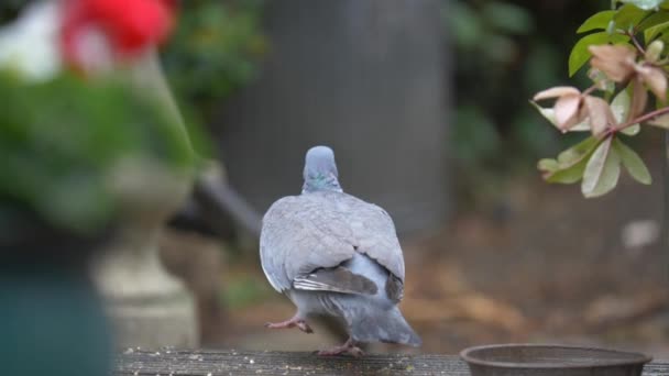Pigeon Décolle Ralenti Pour Jardin Britannique — Video