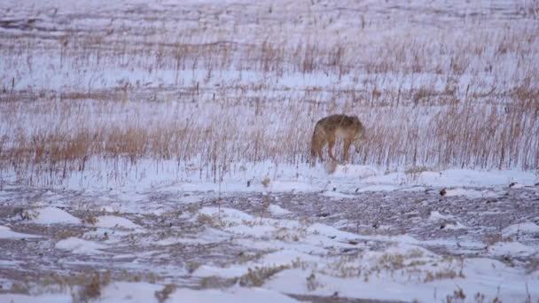 Coyote Campo Aperto Coperto Neve — Video Stock