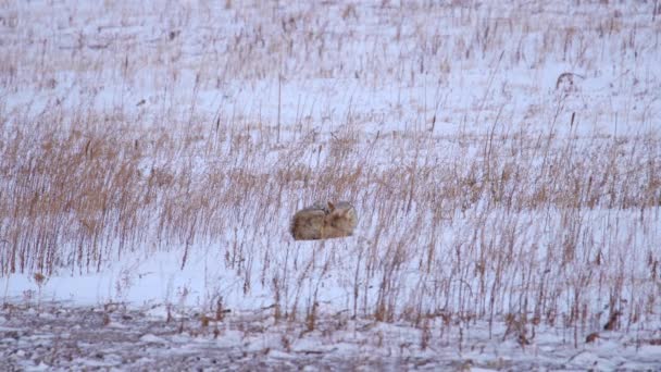 Coyote Dans Champ Couvert Neige — Video