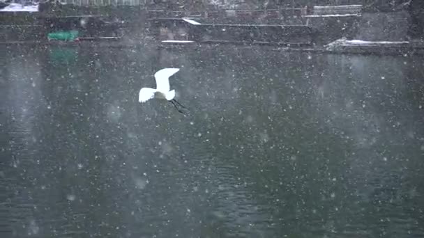 Guindaste Japonês Branco Voando Através Neve Câmera Lenta — Vídeo de Stock