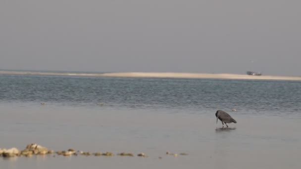 Blue Heron Bird Searching Fish Water — Stock Video