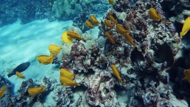 Hundratals Yellow Tang Fish Simmar Tillsammans Som Skola Korallreven Hawaiis — Stockvideo