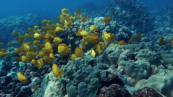 Yellow Tang Fish School Comptait Des Centaines Poissons Capturé Dans — Video