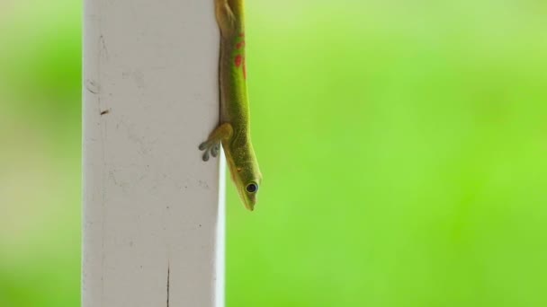 Gold Dust Day Gecko Springt Zeitlupe Von Einem Holzpfosten Tagsüber — Stockvideo