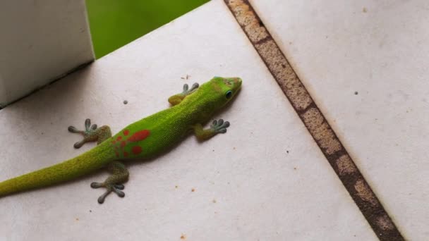 ゴールドダストデーGeckoはタイルの地面に横たわっています 突然それはフレームから前方に実行されます — ストック動画