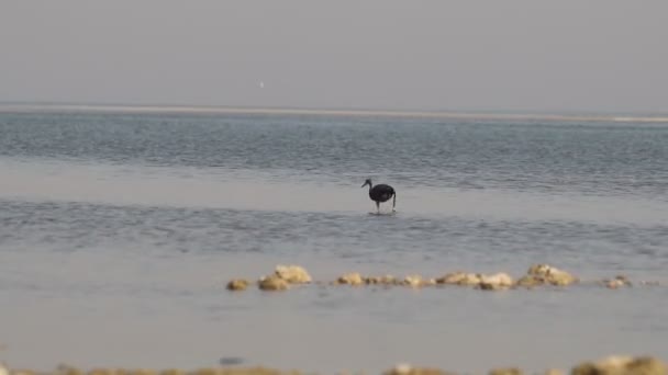 Ein Blaureiher Auf Der Suche Nach Fischen Wasser — Stockvideo