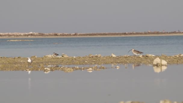Aves Busca Peces Agua — Vídeos de Stock