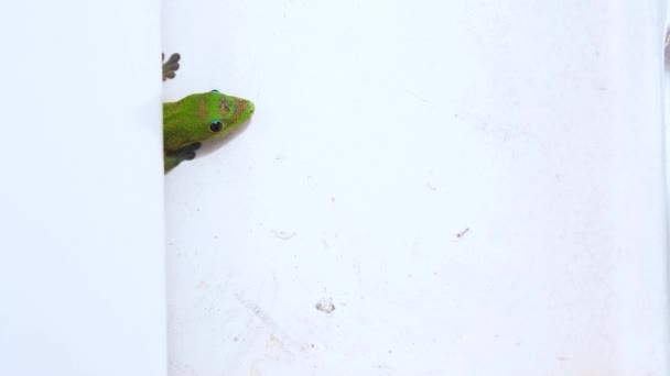 Zlatý Prašný Den Gecko Vyleze Úkrytu Druhé Straně Rámu Končí — Stock video