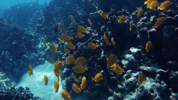 Yellow Tang Ecole Poissons Capturés Sous Eau Large Des Îles — Video