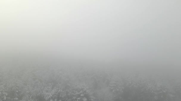 Drónlövedék Ereszkedik Egy Ködös Fagyott Erdőbe — Stock videók