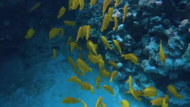 活気に満ちた黄色の唐塩水魚の絶妙な学校は ハワイで一緒に泳ぐ 4Kで撮影 美しい色 ビックアイランド — ストック動画