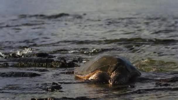 夏威夷的大海龟 这只年老的乌龟把头从波涛汹涌的海岸抬起来 升到水面呼吸空气 — 图库视频影像