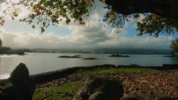 Cima Attraverso Gli Alberi Koa Delle Hawaii Fino Alla Baia — Video Stock