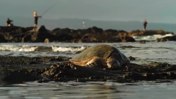 Черепаха Гаваїв Лежить Воді Березі Хвилі Розбризкують Великого Осколкового Звіра — стокове відео