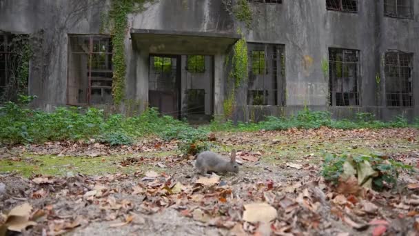 Opuszczone Rozkładające Się Ruiny Japońskiej Wyspy Broni Chemicznej Okunoshima — Wideo stockowe