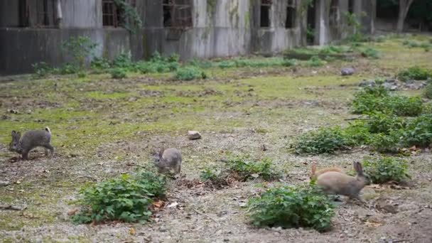 Coelhos Frolic Através Terrenos Okunoshima Japans Rabbit Island — Vídeo de Stock