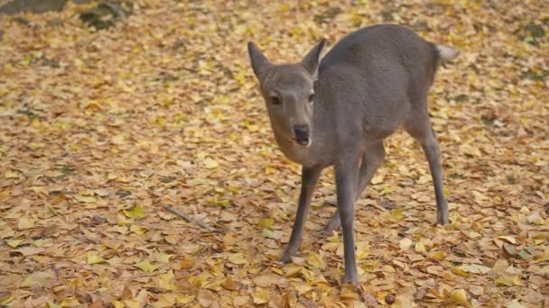 Cervus Nippon Cervo Giapponese Cerbiatto Rallentatore Scena Autunnale — Video Stock