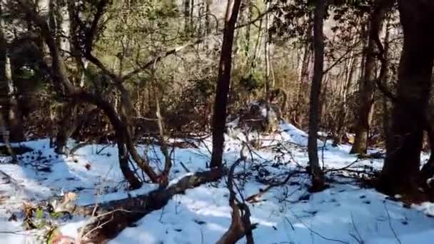 Охота Поиск Спасение Поиск Леса Малиновый Цвет — стоковое видео
