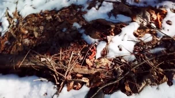 Perdido Los Bosques Búsqueda Rescate — Vídeos de Stock