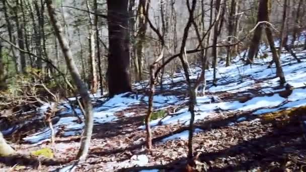捜索救助マンハント森の中で行方不明 — ストック動画