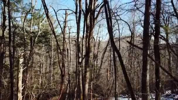 Vandring Och Räddning Vilse Skogen Människojakt — Stockvideo