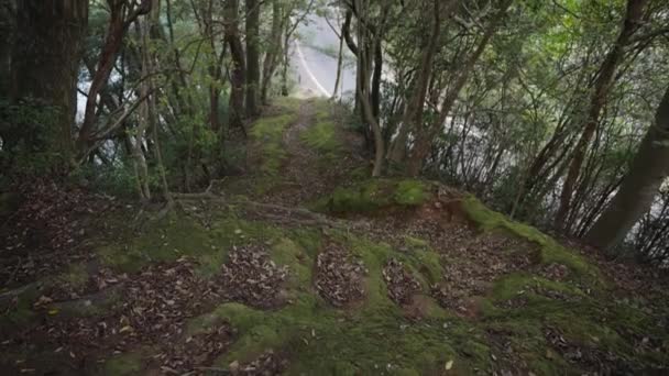 Ormanda Yosun Yolu Uzaktaki Yola Çıkıyor — Stok video
