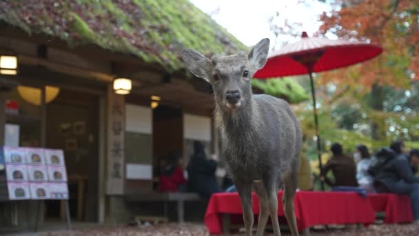 Nara Japan Deer Standing Front Tea Shop Autumn Colors — Stock Video