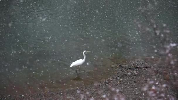 Japán Daru Snow Walking Slow Motion — Stock videók