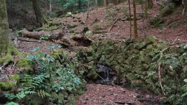 Bosque Otoño Musgoso Pequeño Arroyo Que Fluye Través Montaña — Vídeos de Stock