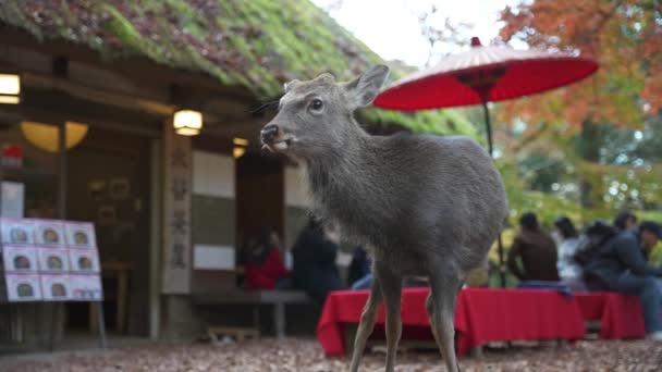 Otoño Nara Japón Ciervo Pie Cerca Café Cámara Lenta — Vídeos de Stock
