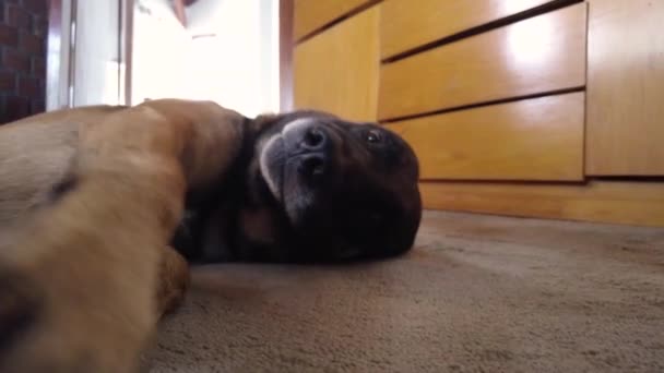 Adorabile Grande Cane Che Gioca Guardando Fotocamera Sdraiato Sul Pavimento — Video Stock