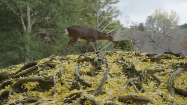 Fawn Japanese Deer Nara Slow Motion Fall Scene Yellow Ginkgo — Stock Video