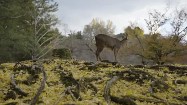Nara Deer Autumn Scene Slow Motion Yellow Leaves Ground — Stok Video
