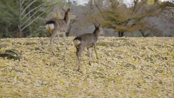 Dua Jepang Sika Deer Dalam Gerakan Lambat Autumn Scene — Stok Video
