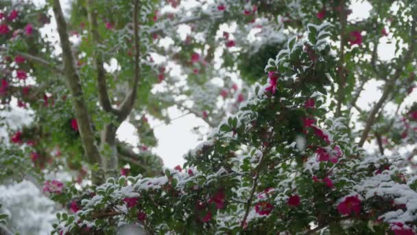 Tsubaki Japanska Camellia Blommor Blommar Vinter Snö Scen Kyoto — Stockvideo