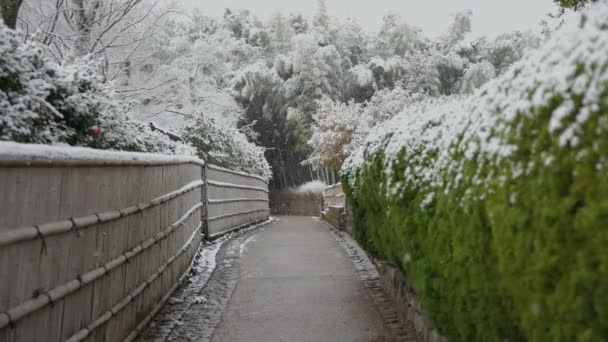 Sendero Del Bosque Bambú Sagano Kyoto Con Nieve Escena Invierno — Vídeos de Stock