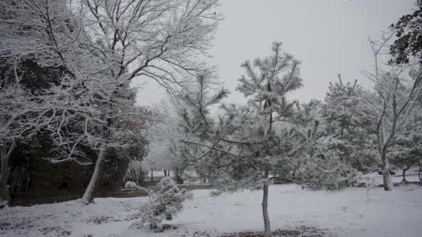 Nieve Sobre Pequeño Pino Parque Escena Invierno Japón — Vídeos de Stock