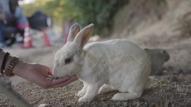 Velký Bílý Králík Krmí Ručně Ostrově Okunošima Japans Rabbit Island — Stock video