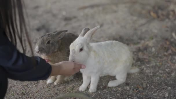 Alimentación Manual Conejos Amigables Isla Bunny Japón — Vídeos de Stock