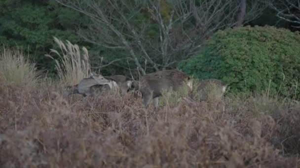 野生环境中的日本锡卡鹿 在森林边掠食 — 图库视频影像