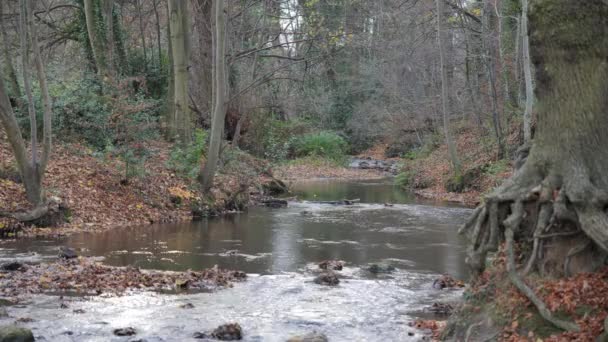 Πλάνα Από Ένα Απομακρυσμένο Ποτάμι Του Δάσους Φθινόπωρο — Αρχείο Βίντεο
