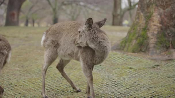 Ciervo Parque Nara Arreglando Pelaje Bajo Lluvia Japón — Vídeos de Stock