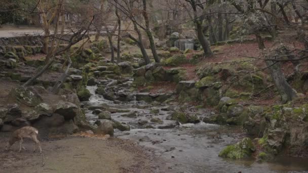 Parque Nara Lluvia Pequeño Arroyo Con Ciervos Japón — Vídeos de Stock