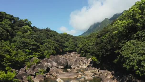 Esplendor Natural Yakushima Japón Río Bosque Día Soleado — Vídeos de Stock