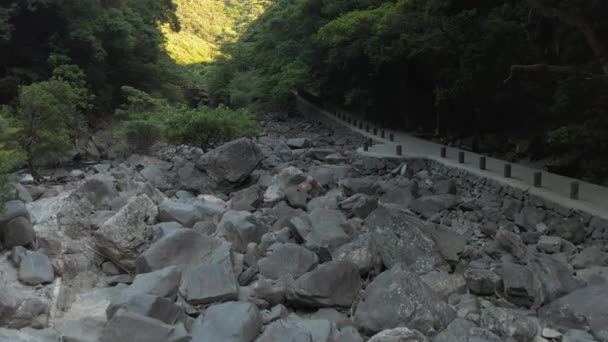 Rocky River Bed Forest Yakushima Distance Japan — 비디오