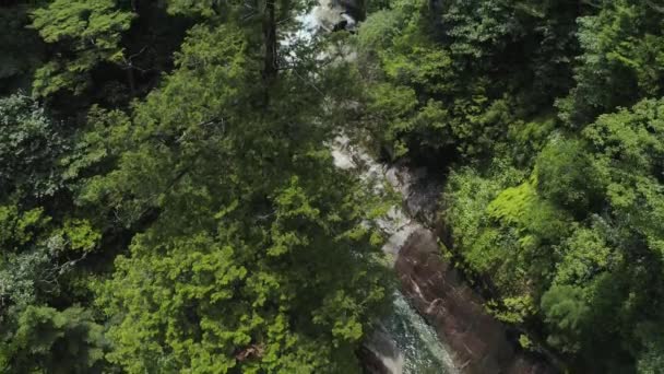 Shiratani Floresta Unsuikyo Árvores Cedro Japonês Tilt Tiro Aéreo Yakushima — Vídeo de Stock